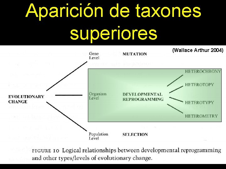 Aparición de taxones superiores (Wallace Arthur 2004) 