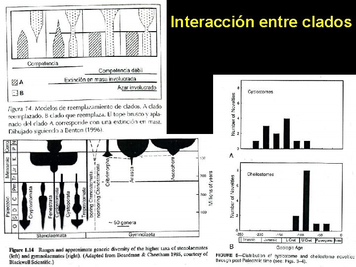 Interacción entre clados 