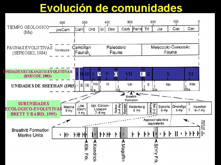 Evolución de comunidades TIEMPO GEOLOGICO (Ma) FAUNAS EVOLUTIVAS (SEPKOSKI, 1984) UNIDADES ECOLOGICO-EVOLUTIVAS (BOUCOT, 1982)