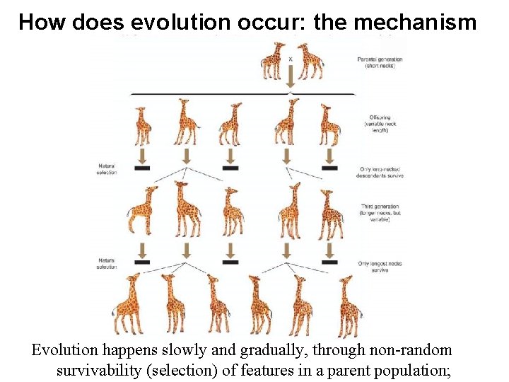 How does evolution occur: the mechanism Evolution happens slowly and gradually, through non-random survivability