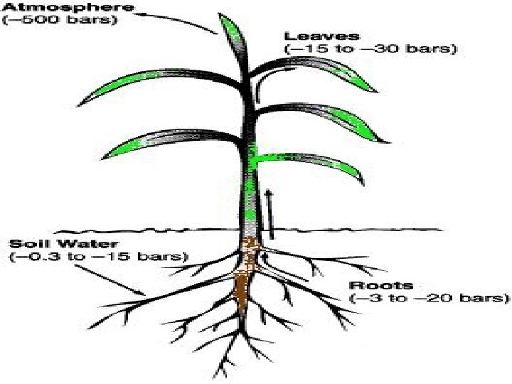 Fenomena terjadinya penyerapan air oleh tanaman Pergerakan air secara kapiler ke area rhizosfer Perkembangan