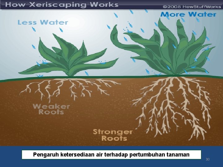 Pengaruh ketersediaan air terhadap pertumbuhan tanaman 30 