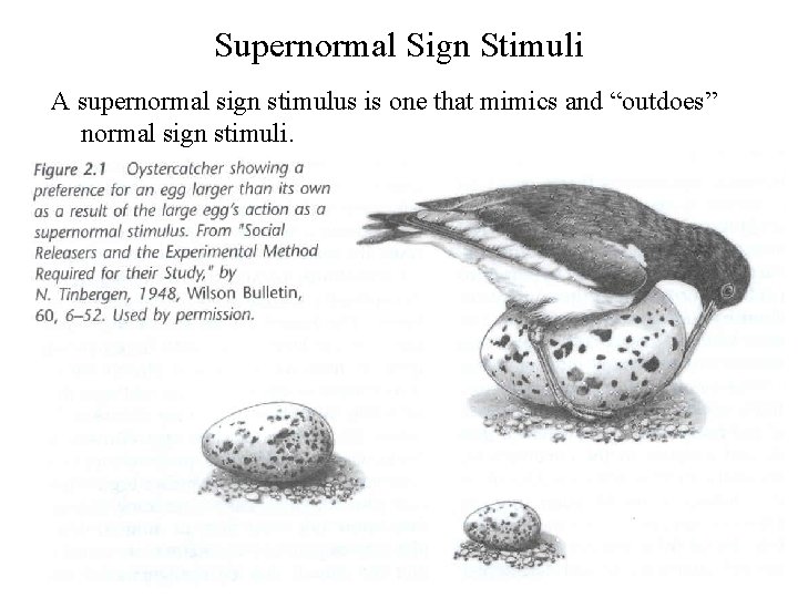 Supernormal Sign Stimuli A supernormal sign stimulus is one that mimics and “outdoes” normal