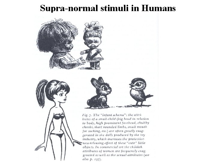 Supra-normal stimuli in Humans 