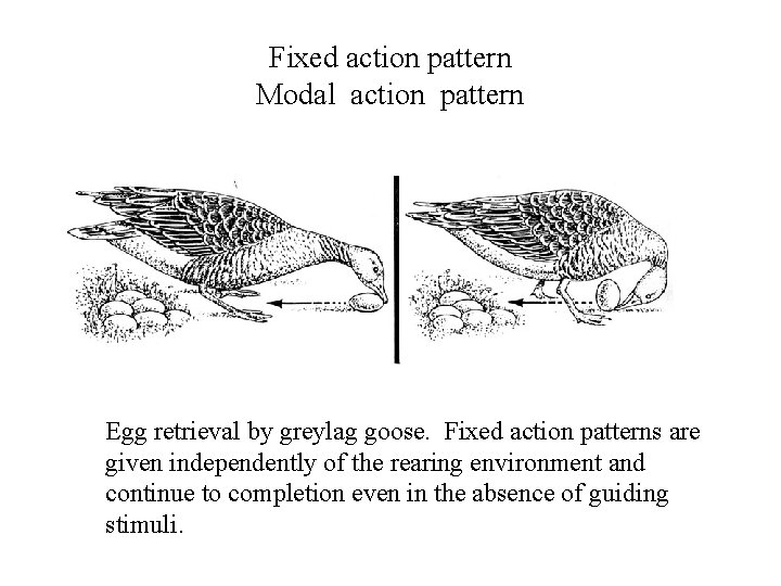 Fixed action pattern Modal action pattern Egg retrieval by greylag goose. Fixed action patterns