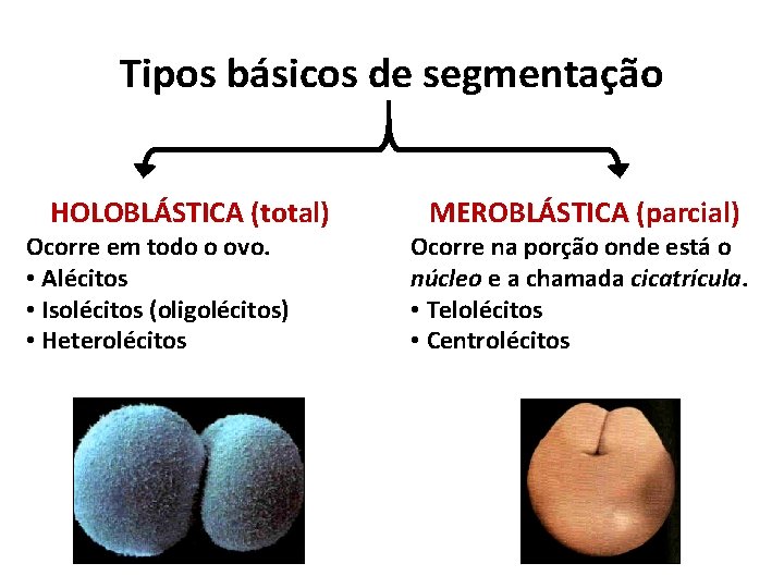 Tipos básicos de segmentação HOLOBLÁSTICA (total) Ocorre em todo o ovo. • Alécitos •