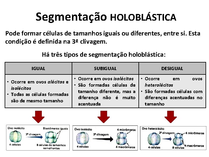 Segmentação HOLOBLÁSTICA Pode formar células de tamanhos iguais ou diferentes, entre si. Esta condição Segmentação HOLOBLÁSTICA Pode formar células de tamanhos iguais ou diferentes, entre si. Esta condição