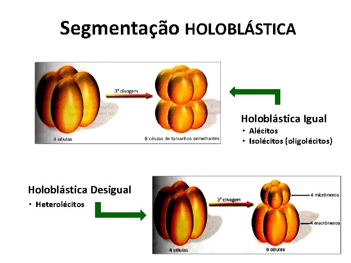 Segmentação HOLOBLÁSTICA Holoblástica Igual • Alécitos • Isolécitos (oligolécitos) Holoblástica Desigual • Heterolécitos 