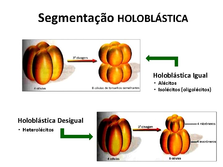 Segmentação HOLOBLÁSTICA Holoblástica Igual • Alécitos • Isolécitos (oligolécitos) Holoblástica Desigual • Heterolécitos Segmentação HOLOBLÁSTICA Holoblástica Igual • Alécitos • Isolécitos (oligolécitos) Holoblástica Desigual • Heterolécitos