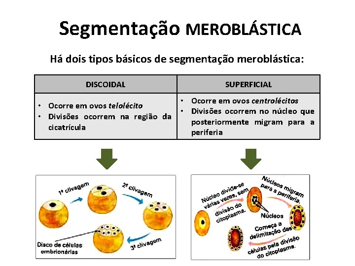 Segmentação MEROBLÁSTICA Há dois tipos básicos de segmentação meroblástica: DISCOIDAL SUPERFICIAL • Ocorre em Segmentação MEROBLÁSTICA Há dois tipos básicos de segmentação meroblástica: DISCOIDAL SUPERFICIAL • Ocorre em