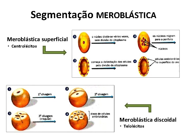 Segmentação MEROBLÁSTICA Meroblástica superficial • Centrolécitos Meroblástica discoidal • Telolécitos Segmentação MEROBLÁSTICA Meroblástica superficial • Centrolécitos Meroblástica discoidal • Telolécitos
