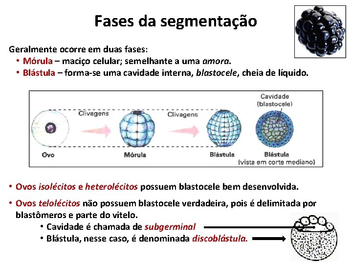 Fases da segmentação Geralmente ocorre em duas fases: • Mórula – maciço celular; semelhante Fases da segmentação Geralmente ocorre em duas fases: • Mórula – maciço celular; semelhante