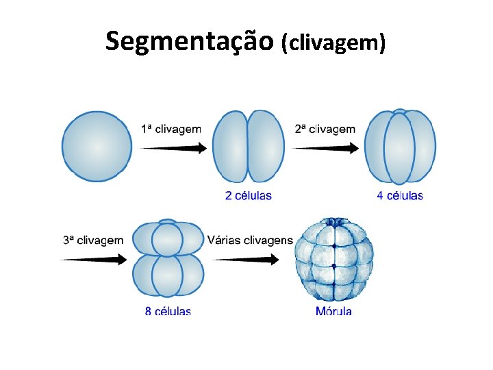 Segmentação (clivagem) 