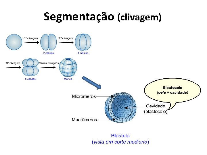 Segmentação (clivagem) Segmentação (clivagem)