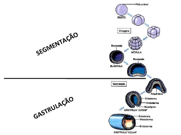 O Ã AÇ T N ME SEG U R ST A G O Ã O Ã AÇ T N ME SEG U R ST A G O Ã