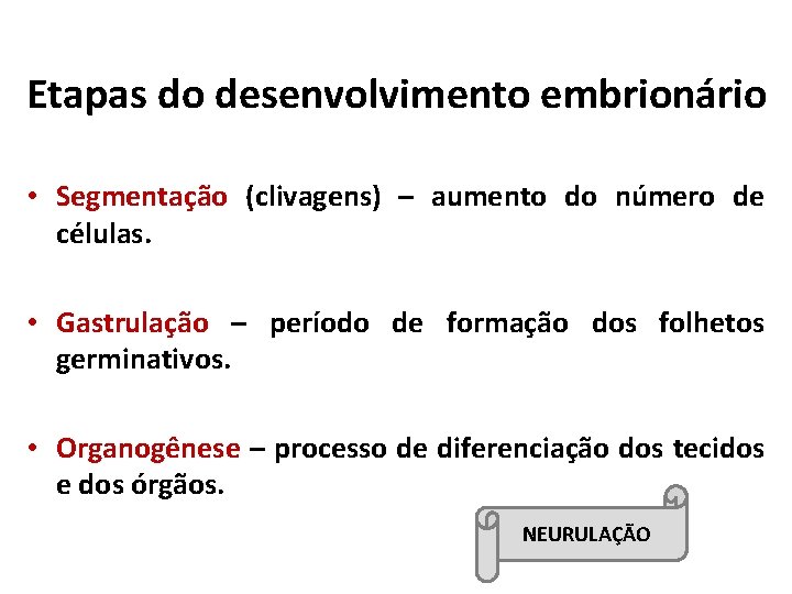 Etapas do desenvolvimento embrionário • Segmentação (clivagens) – aumento do número de células. •