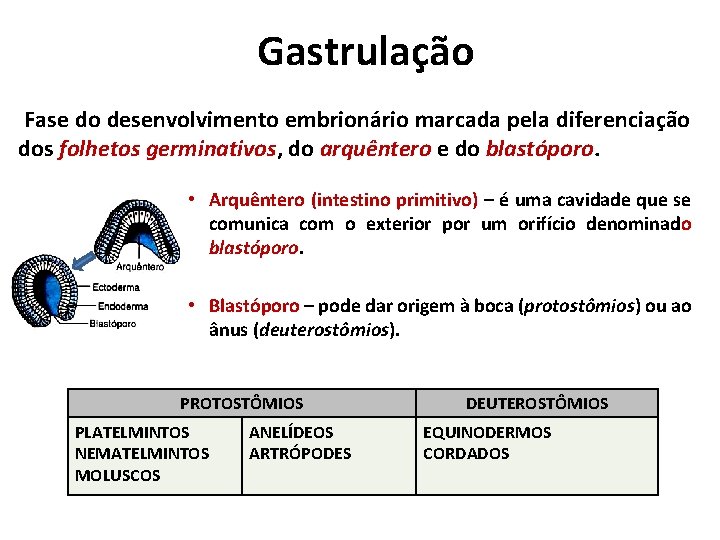 Gastrulação Fase do desenvolvimento embrionário marcada pela diferenciação dos folhetos germinativos, do arquêntero e