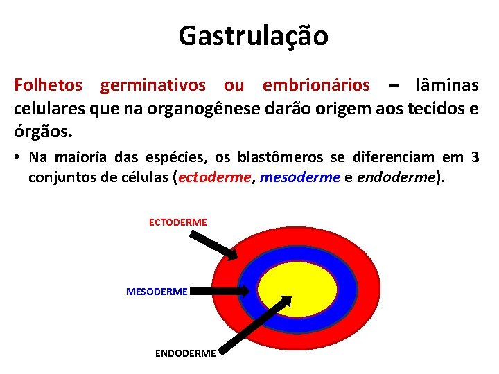 Gastrulação Folhetos germinativos ou embrionários – lâminas celulares que na organogênese darão origem aos Gastrulação Folhetos germinativos ou embrionários – lâminas celulares que na organogênese darão origem aos