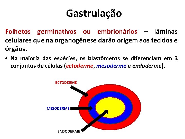 Gastrulação Folhetos germinativos ou embrionários – lâminas celulares que na organogênese darão origem aos