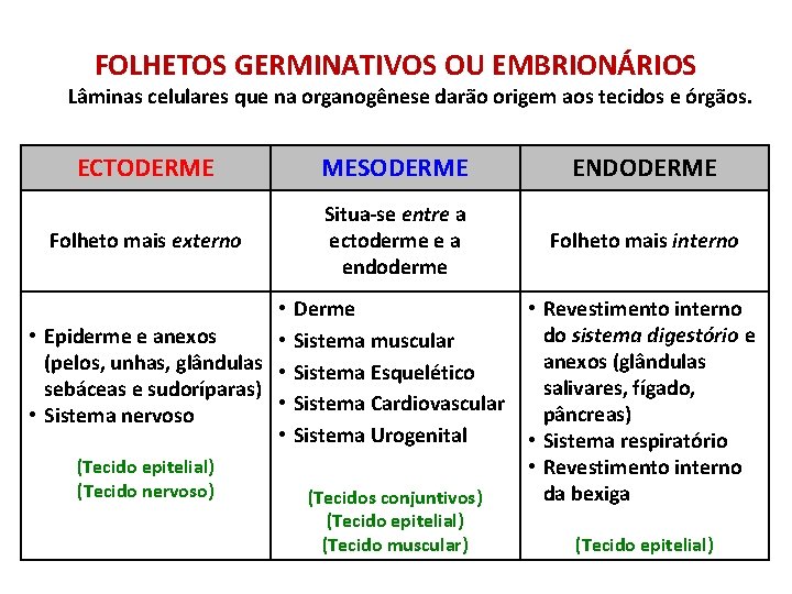 FOLHETOS GERMINATIVOS OU EMBRIONÁRIOS Lâminas celulares que na organogênese darão origem aos tecidos e FOLHETOS GERMINATIVOS OU EMBRIONÁRIOS Lâminas celulares que na organogênese darão origem aos tecidos e