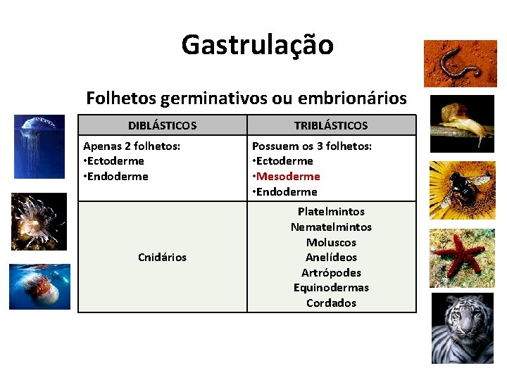 Gastrulação Folhetos germinativos ou embrionários DIBLÁSTICOS Apenas 2 folhetos: • Ectoderme • Endoderme Cnidários