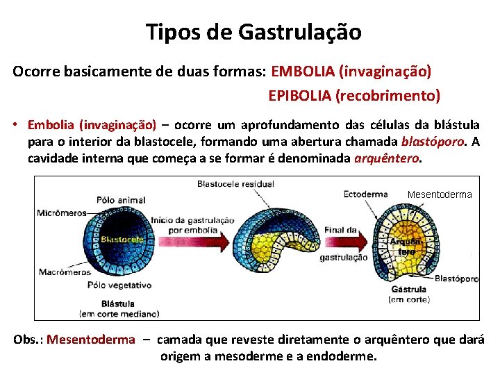 Tipos de Gastrulação Ocorre basicamente de duas formas: EMBOLIA (invaginação) EPIBOLIA (recobrimento) • Embolia