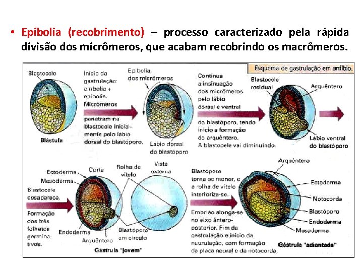 • Epibolia (recobrimento) – processo caracterizado pela rápida divisão dos micrômeros, que acabam • Epibolia (recobrimento) – processo caracterizado pela rápida divisão dos micrômeros, que acabam
