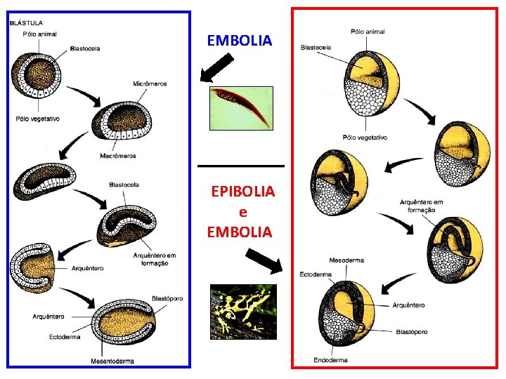 EMBOLIA EPIBOLIA e EMBOLIA 