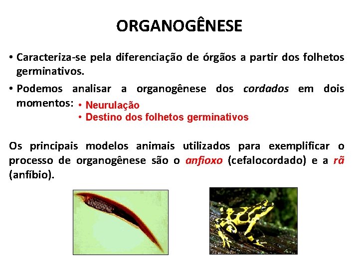 ORGANOGÊNESE • Caracteriza-se pela diferenciação de órgãos a partir dos folhetos germinativos. • Podemos