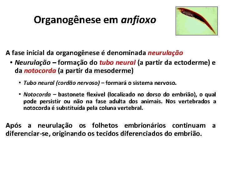 Organogênese em anfioxo A fase inicial da organogênese é denominada neurulação • Neurulação –