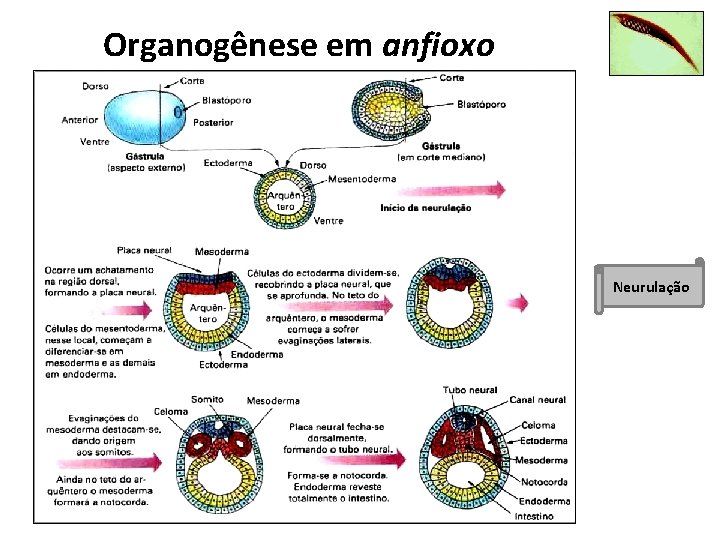 Organogênese em anfioxo Neurulação 