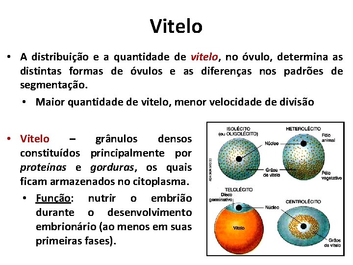 Vitelo • A distribuição e a quantidade de vitelo, no óvulo, determina as distintas Vitelo • A distribuição e a quantidade de vitelo, no óvulo, determina as distintas