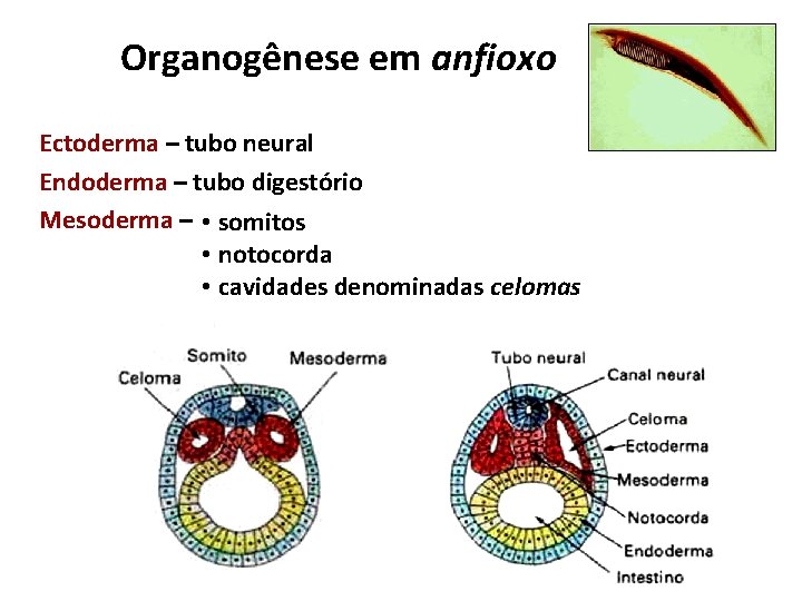 Organogênese em anfioxo Ectoderma – tubo neural Endoderma – tubo digestório Mesoderma – •