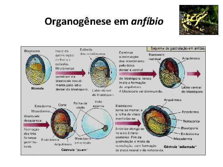 Organogênese em anfíbio Organogênese em anfíbio