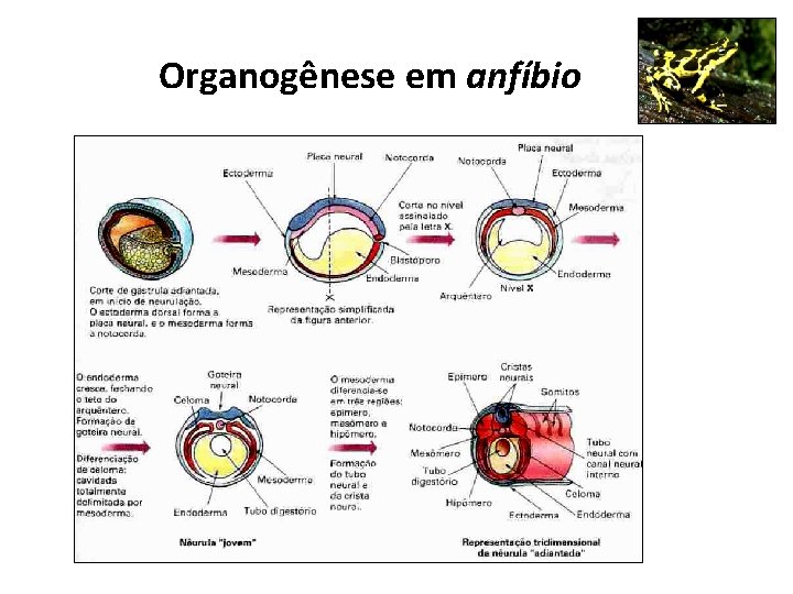 Organogênese em anfíbio Organogênese em anfíbio
