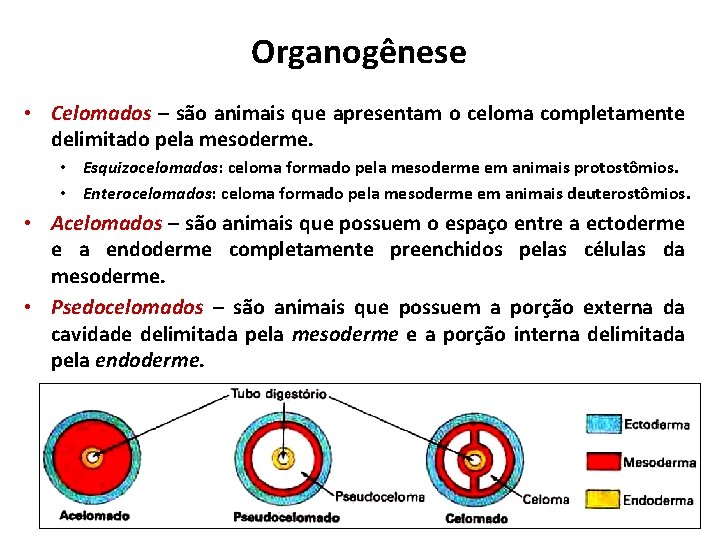 Organogênese • Celomados – são animais que apresentam o celoma completamente delimitado pela mesoderme.