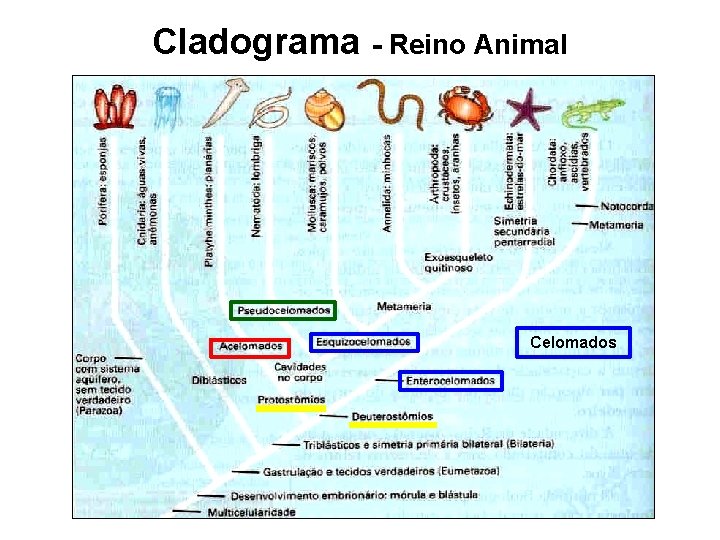 Cladograma - Reino Animal Celomados 