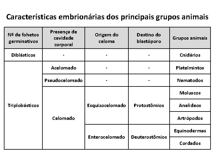 Características embrionárias dos principais grupos animais Nº de fohetos germinativos Presença de cavidade corporal Características embrionárias dos principais grupos animais Nº de fohetos germinativos Presença de cavidade corporal
