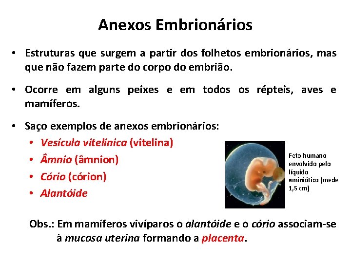 Anexos Embrionários • Estruturas que surgem a partir dos folhetos embrionários, mas que não