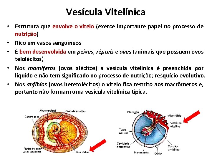 Vesícula Vitelínica • Estrutura que envolve o vitelo (exerce importante papel no processo de Vesícula Vitelínica • Estrutura que envolve o vitelo (exerce importante papel no processo de