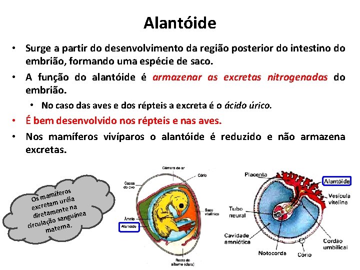 Alantóide • Surge a partir do desenvolvimento da região posterior do intestino do embrião, Alantóide • Surge a partir do desenvolvimento da região posterior do intestino do embrião,