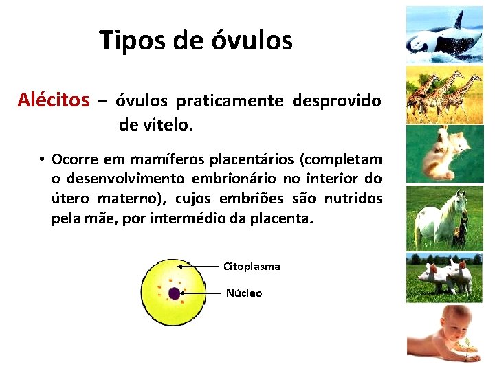 Tipos de óvulos Alécitos – óvulos praticamente desprovido de vitelo. • Ocorre em mamíferos