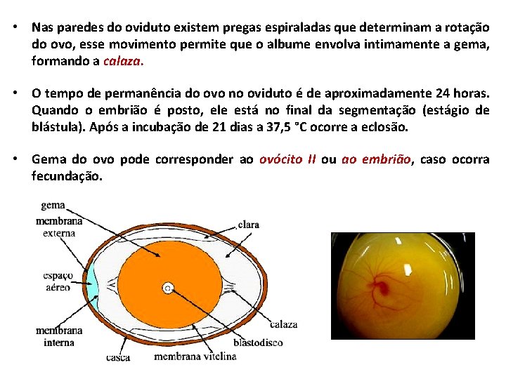  • Nas paredes do oviduto existem pregas espiraladas que determinam a rotação do