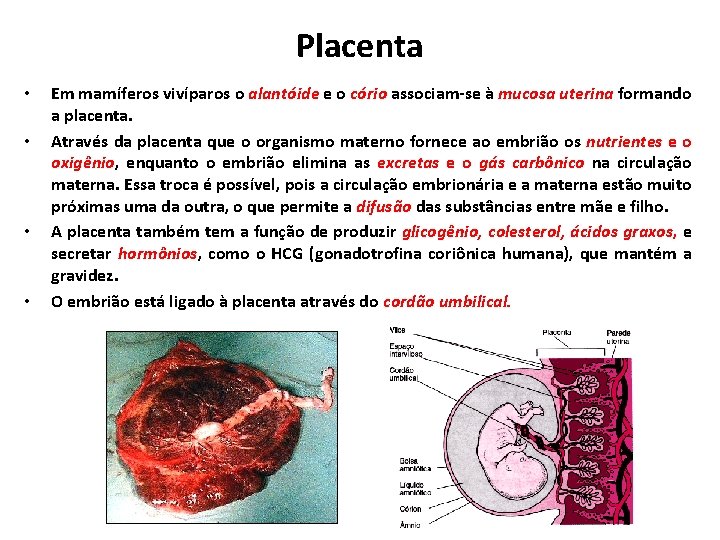 Placenta • • Em mamíferos vivíparos o alantóide e o cório associam-se à mucosa