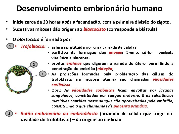 Desenvolvimento embrionário humano • Inicia cerca de 30 horas após a fecundação, com a Desenvolvimento embrionário humano • Inicia cerca de 30 horas após a fecundação, com a