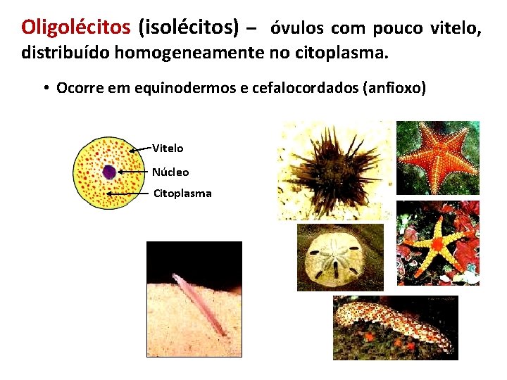 Oligolécitos (isolécitos) – óvulos com pouco vitelo, distribuído homogeneamente no citoplasma. • Ocorre em Oligolécitos (isolécitos) – óvulos com pouco vitelo, distribuído homogeneamente no citoplasma. • Ocorre em