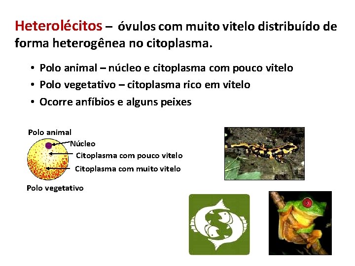 Heterolécitos – óvulos com muito vitelo distribuído de forma heterogênea no citoplasma. • Polo