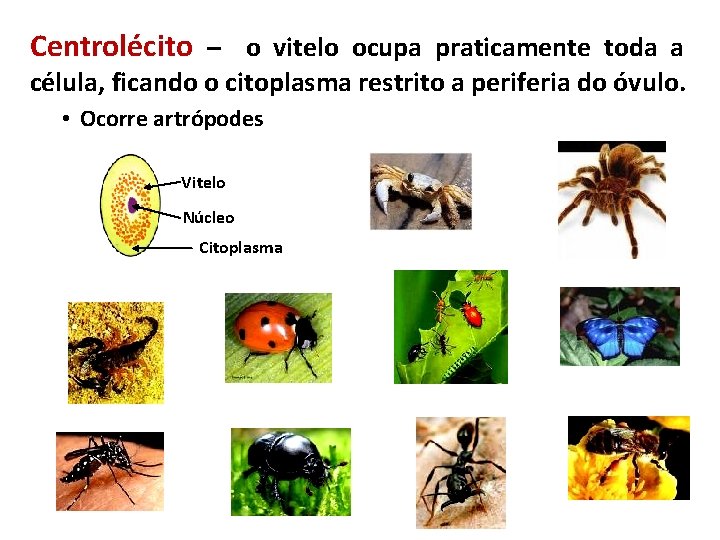 Centrolécito – o vitelo ocupa praticamente toda a célula, ficando o citoplasma restrito a