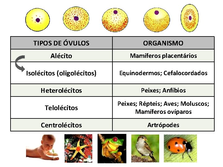 TIPOS DE ÓVULOS ORGANISMO Alécito Mamíferos placentários Isolécitos (oligolécitos) Equinodermos; Cefalocordados Heterolécitos Peixes; Anfíbios TIPOS DE ÓVULOS ORGANISMO Alécito Mamíferos placentários Isolécitos (oligolécitos) Equinodermos; Cefalocordados Heterolécitos Peixes; Anfíbios