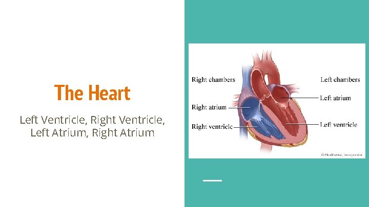 The Heart Left Ventricle, Right Ventricle, Left Atrium, Right Atrium 